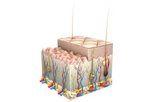 Sensitive skin: compromised barrier function