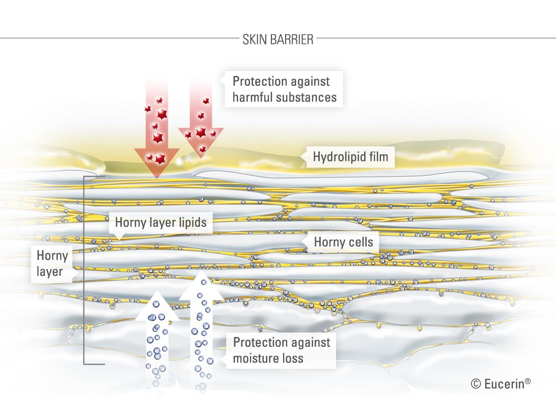 Graphic illustration of skin and its horny layer.